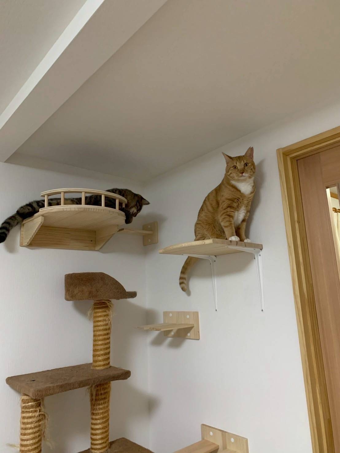 猫ちゃんのための癒やしルームリフォーム